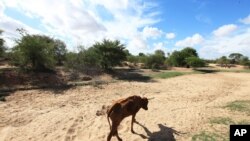 FILE - Impoverished cattle walk along a dried-up riverbed in Chivi, Zimbabwe. Zimbabwe experienced a devastating drought in 1992, and has since seen increasingly frequent and recurring dry spells. Between 2015 and 2016 the country suffered a crippling drought, linked to El Nino, that wiped out crops, wild plants and livestock.