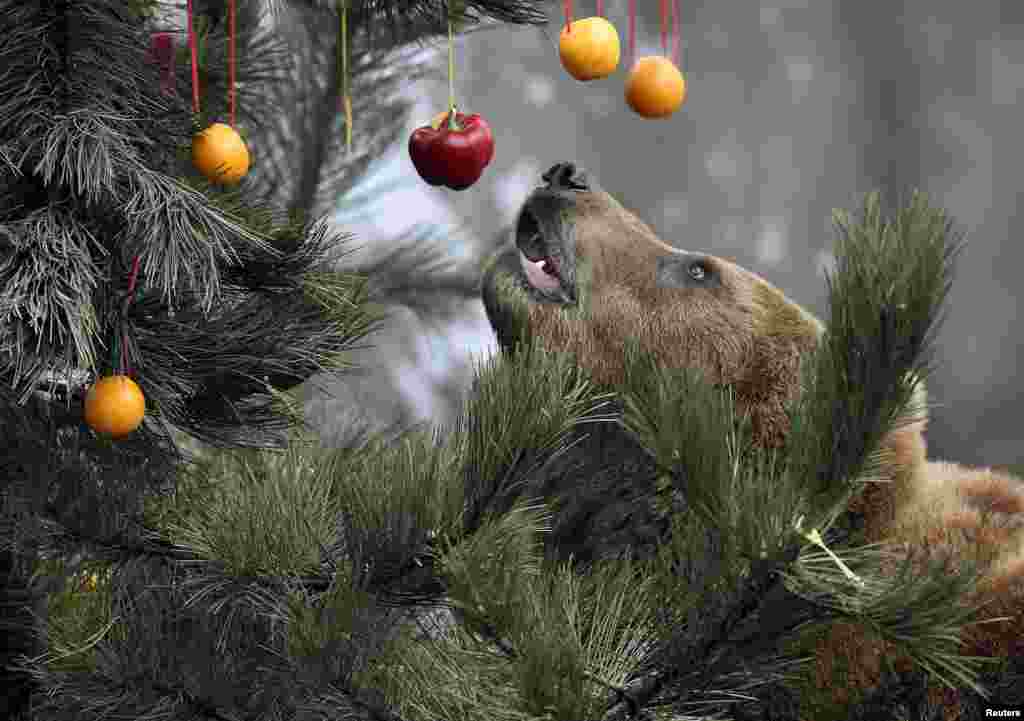 Kamchatka Brown Bear Mascha stands beside a Christmas tree, decorated with fruits and fish, at Hagenbecks zoo in Hamburg, northern Germany.