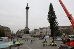 Pekerja memasang pohon Natal di Trafalgar Square, London, Senin, 2 Desember 2013. (Foto: AP/Sang Tan)