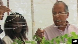 Victor Otazu, a aeroponic specialist with the International Potato Center, tends to some aeroponic potato plants in Nairobi, Kenya