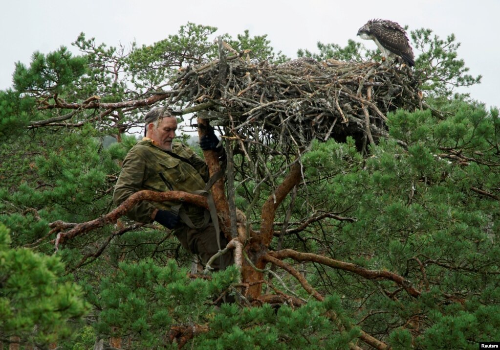 Ornithologist (고양 학) 73 세인 Vladimir Ivanovski는 벨로루시의 "Koziansky"보호 구역에서 Osprey의 포식자 (Eagle Oyster)의 둥지를 관찰하면서 나무를 기어 올랐습니다.