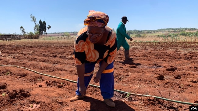 Fifty-nine-year-old farmer Tsitsi Marjorie Makaya works on her farm in Mazowe district, about 40 km (25 miles) north of Zimbabwe's capital Harare, Nov. 12, 2018. (C. Mavhunga/VOA)