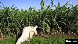A Sudanese farmer works on his corn farm on the banks of the river Nile in Khartoum (file photo).