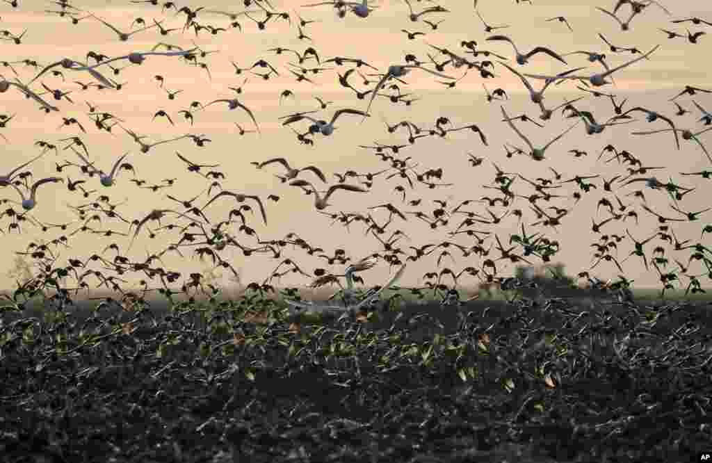 Starlings and gulls fly above agricultural areas as tractors plough the land near Mizil, Romania.