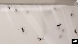 FILE - Mosquitoes live inside a stock cage in a mosquito laboratory at the London School of Hygiene and Tropical Medicine in London.