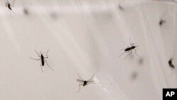 FILE - Mosquitoes live inside a stock cage in a mosquito laboratory in London, May 30, 2013.