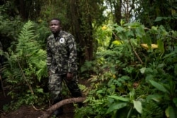 In this Sept. 2, 2019 photo, biologist Jean Paul Hirwa walks down a trail to observe mountain gorillas in the Volcanoes National Park, Rwanda. (Felipe Dana /AP)