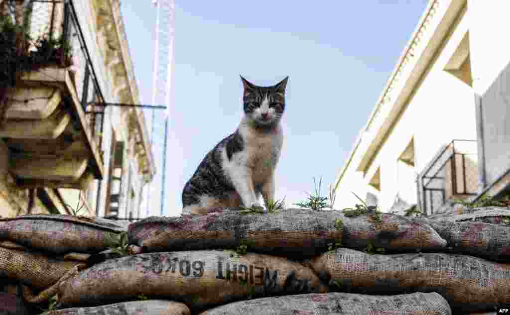 A picture shows a feral cat sitting on a sandbag barricade acting as a boundary for the green line, a UN controlled buffer zone, separating the divided Cypriot capital Nicosia.