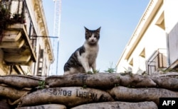 FILE: A picture shows a wild cat sitting on sandbags in the divided city of Nicosia, Cyprus