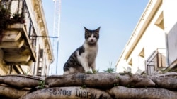 Quiz - Science Shows Early Spread of Cats in the World