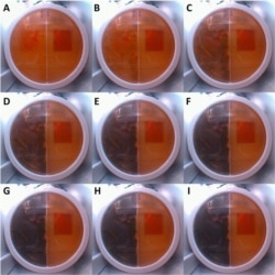 This photo shows the progression of fungus growth measured by the researchers in samples sent to the International Space Station. (Image Credit: BioRxiv)