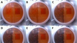 This photo shows the progression of fungus growth measured by the researchers in samples sent to the International Space Station. (Image Credit: BioRxiv)