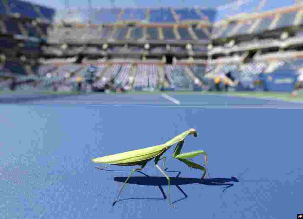 A praying mantis sits on a wall at court level at Arthur Ashe Stadium as players practice before the men&#39;s semifinals of the 2013 U.S. Open tennis tournament in New York, USA.