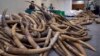 ธุรกิจ: เจ้าหน้ามาเลเซียจับการขนงาช้างผิดกฎหมายน้ำหนักรวมกว่า 70 กิโลกรัม