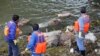 Dead Pigs in Shanghai River Prompt Health Worries