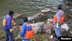 Cleaning workers retrieve the carcasses of pigs from a branch of Huangpu River in Shanghai, March 10, 2013. 