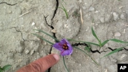 US farmer-soldiers assist Afghan farmers with crops like this small purple flower, which is being raised for saffron, the valuable spice the bloom produces.