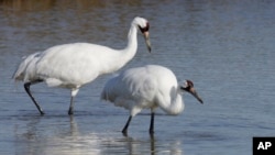A pair of whooping cranes walking in the water at the Aransas National Wildlife Refuge near Rockport, Texas. 