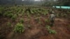 La superficie de terres sur lesquelles les trafiquants de drogue récoltent la coca pour faire de la cocaïne augmente régulièrement depuis 2013. Sur cette photo, des soldats déracinent des arbustes à San Jose del Guaviare en Colombie, le 22 mars 2019. (AP/Fernando Vergara)