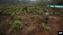 La superficie de terres sur lesquelles les trafiquants de drogue récoltent la coca pour faire de la cocaïne augmente régulièrement depuis 2013. Sur cette photo, des soldats déracinent des arbustes à San Jose del Guaviare en Colombie, le 22 mars 2019. (AP/Fernando Vergara)
