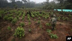 Seorang tentara mencabut tanaman koka dalam operasi pemberantasan ladang koka di San Jose del Guaviare, Kolombia, 22 Maret 2019. (Foto: AP)