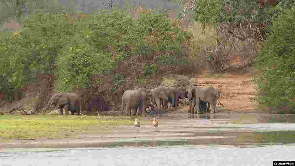 Le prix de l&#39;ivoire braconné a connu un pic, en grande partie parce que la Chine l&rsquo;utilise comme un symbole de richesse et comme une opportunité d&#39;investissement solide, à l&rsquo;instar de l&#39;or ou du diamant. Sur la photo, les éléphants errant dans la réserve de Selous, Tanzanie. (Wikimedia) 