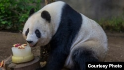 Bai Yun, panda raksasa di Kebun Binatang San Diego Zoo, merayakan ulang tahun ke-24 September 2015 dengan makan kue.
