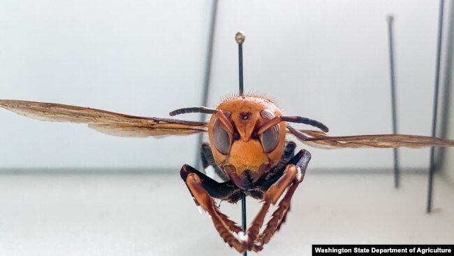有"杀手大黄蜂"之称的亚洲巨型大黄蜂。
