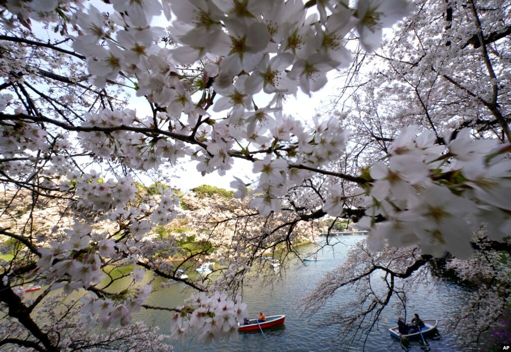 벚꽃이 만개한 일본 도쿄 치토리카후치 황궁의 호수에서 방문객들이 봄을 만끽하고 있다.