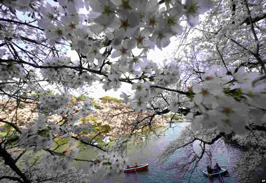 Visitors on boats enjoy Someiyoshino cherry blossoms at Chitorigafuchi Imperial Palace moat in Tokyo.