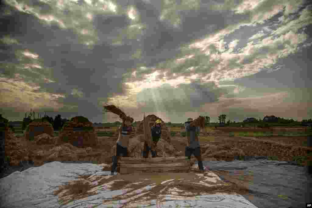 Kashmiri farmers thresh paddy on the outskirts of Srinagar, Indian controlled Kashmir.