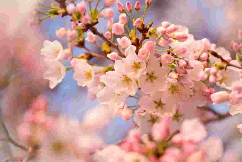 Las flores blancas y rosadas de los cerezos las dan una belleza muy particular de esta época del año a la alameda de Washington.