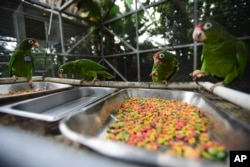 In this Nov. 6, 2018 photo, Puerto Rican parrots eat inside one of the flight cages at the Iguaca Aviary in El Yunque, Puerto Rico. (AP Photo/Carlos Giusti)
