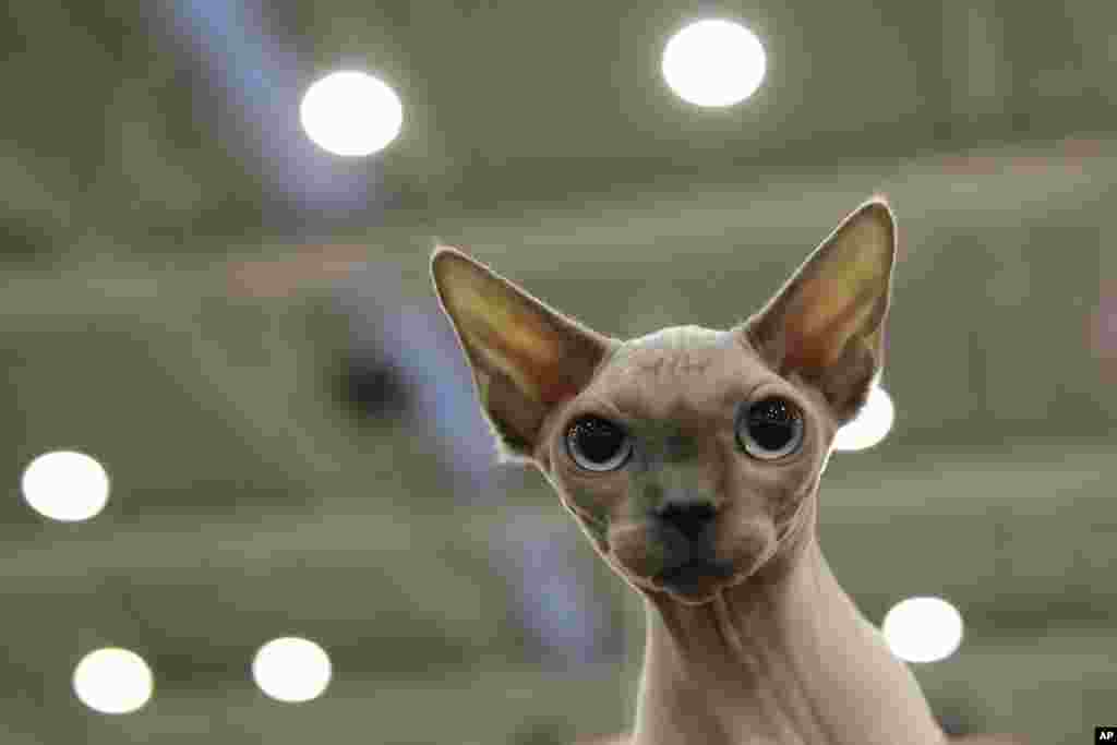 Pelle di Luna (Moon Skin), a Sphinx cat, competes in a cat show in Rome, Italy, Nov. 16, 2019.