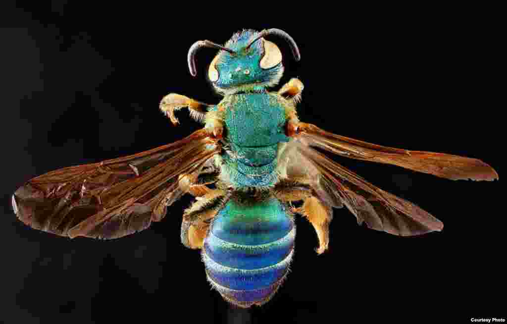 Agapostemon splendens is attracted to the salt in people’s sweat and can be found in sandy soils and along the coastal dunes of eastern North America.