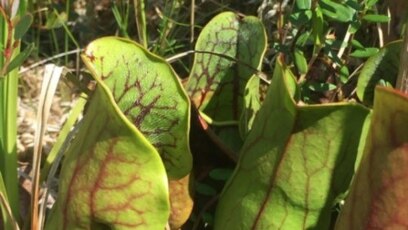 Quiz - Researchers Discover Meat-Eating Plant in Canada