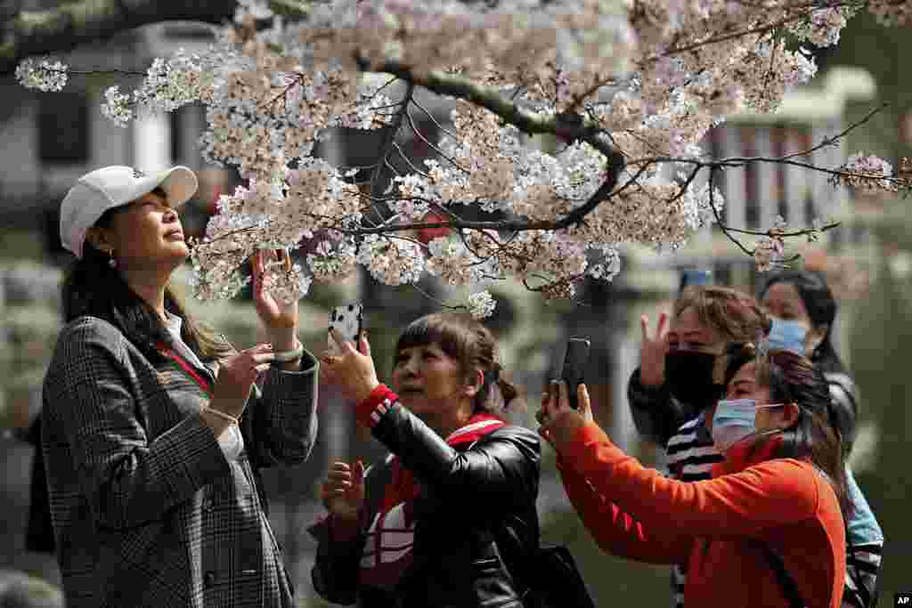 Visitors take photos of cherry blossoms at the Yuyuantan Park during a spring festival in Beijing, China.