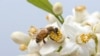 شہد کی مکھیوں کی آبادیوں میں قدرے بہتری کے آثار