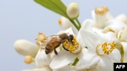 FILE - A bee gathers honey from an orange blossom in Netanya, Israel, on March 13, 2016. Climate change, pesticides and parasites are taking a toll on bees, said European beekeepers during their annual congress in Quimper, France, this week.