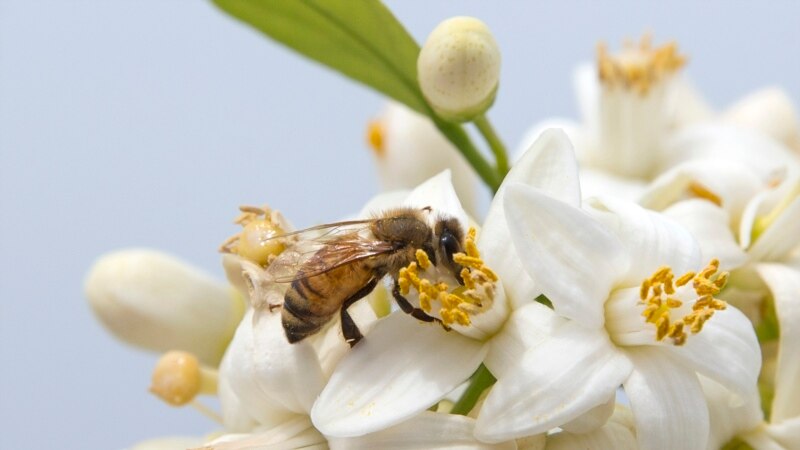 Europe's Bees Stung by Climate, Pesticides and Parasites