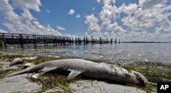 A dead Snook is shown along the water's edge in Bradenton Beach, Florida, Aug. 6, 2018.