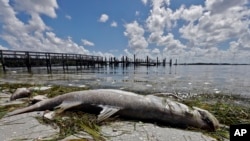 A dead Snook is shown along the water's edge in Bradenton Beach, Florida, Aug. 6, 2018. 