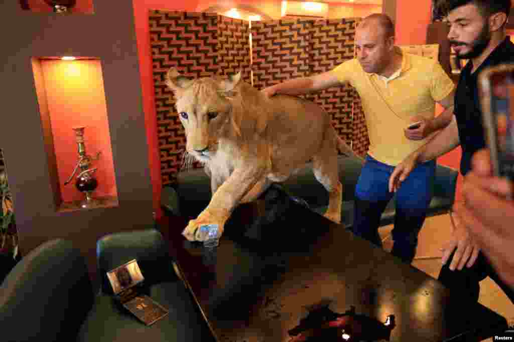 이라크 두호크의 카페에서 쿠르드족 남성이 15개월 된 사자 레오와 함께 놀고 있다.