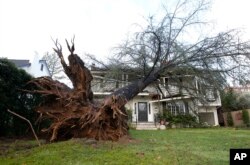 An uprooted tree that struck a home in Sacramento, Calif is seen, Jan. 19, 2017. The home's resident, who declined to be identified, said the tree fell during a storm around 7 p.m. Jan. 18.