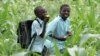 Le travail des enfants fréquent dans le secteur du tabac au Zimbabwe
