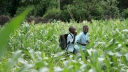 Liphuma Lendaba: Sixoxa Ngomumo Osemasimini eMatabeleland South