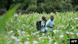 Des enfants dans un champ de maïs à Harare, Zimbabwe, 2 février 2010.