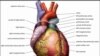 Tim Ilmuwan AS Berhasil Tumbuhkan Lagi Otot Jantung yang Mati