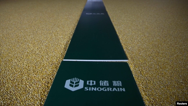 中储粮在河北保定附近储备设施储藏的玉米。(2019年7月8日)