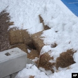 The haybale 'potholes' at Cypress Mountain show why spectator standing room tickets were cancelled, 15 Feb. 2010